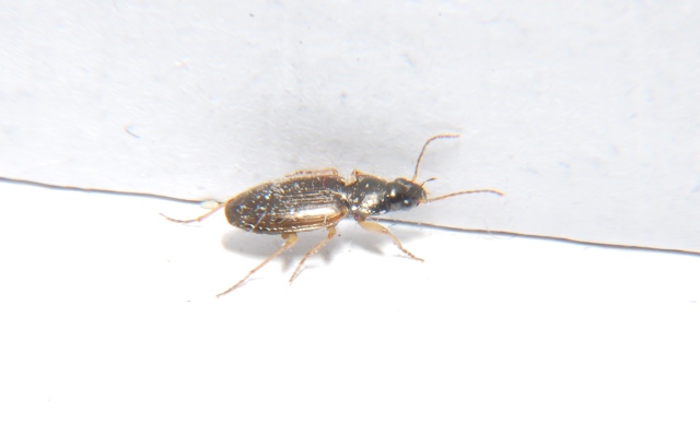 Olisthopus sp. (Carabidae)